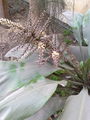 Cordylinefruticosa03.jpg