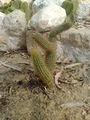 Cleistocactuswinteri01.jpg