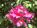 Bougainvillea03.jpg