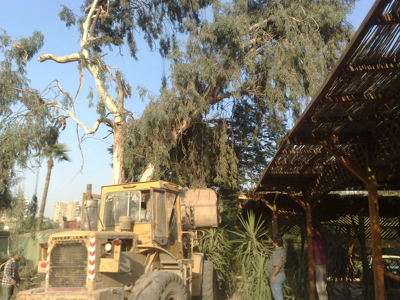 Fichier:Eucalyptuscamaldulensis01.jpg