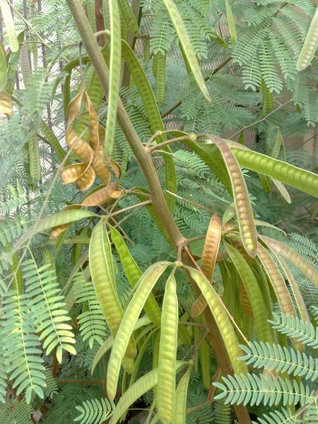 Fichier:Leucaenaleucocephala03.jpg