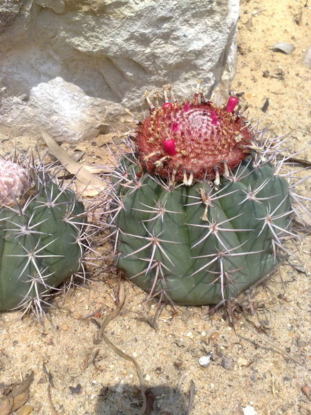 Fichier:Melocactusazureus02.jpg