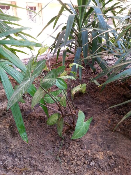 Fichier:Syngoniumpodophyllum05.jpg