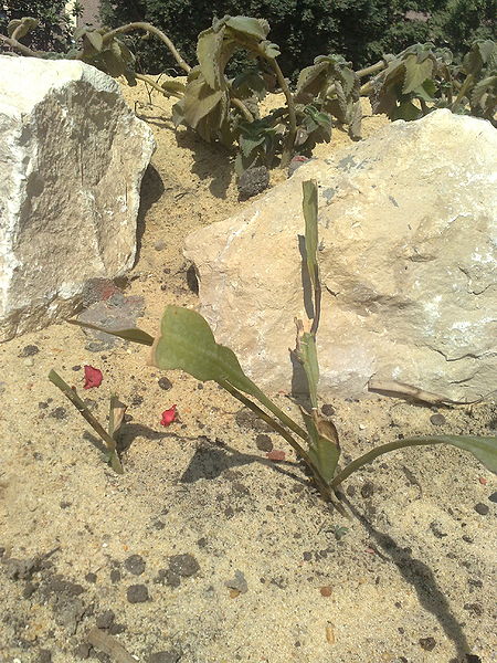 Fichier:Epiphyllumoxypetalum02.jpg