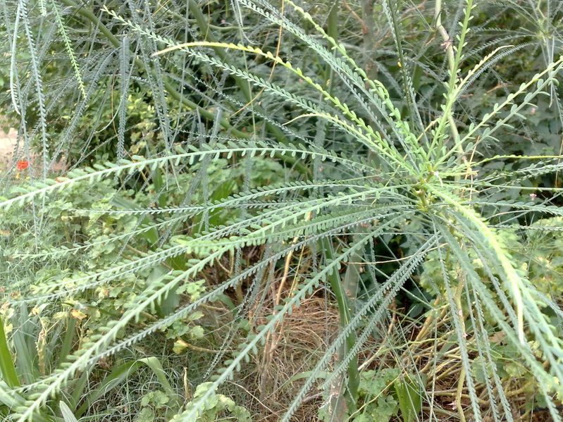 Fichier:Parkinsoniaaculeata05.jpg