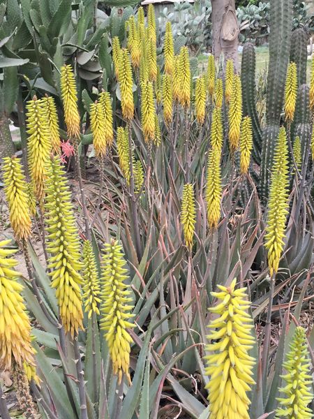 Fichier:Aloevera04.jpg