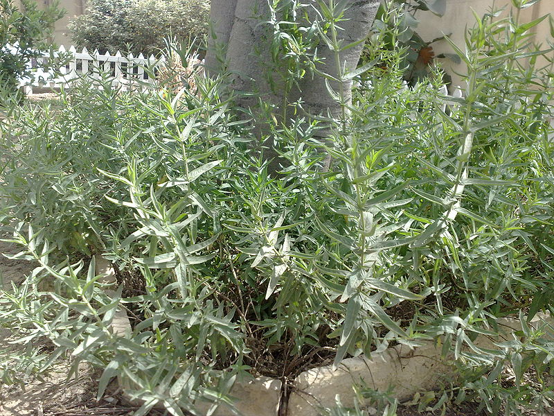 Fichier:Menthalongifolia01.jpg
