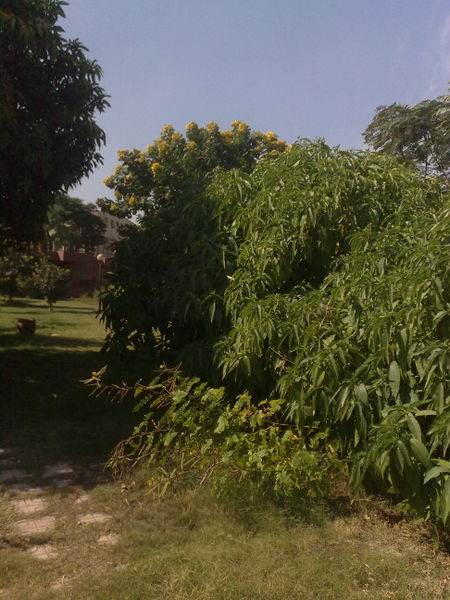 Fichier:Sennaoccidentalis05.jpg