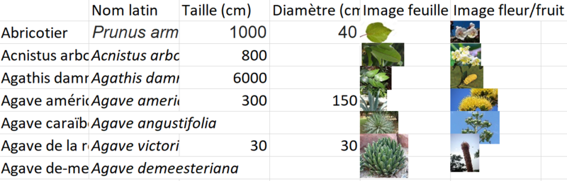 Fichier:Agaves.png