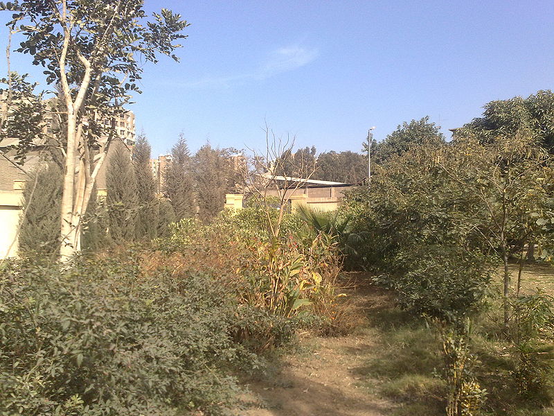 Fichier:Jungle07.jpg
