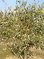 Citrusaurantiifolia02.jpg