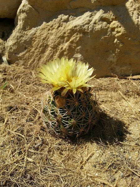 Fichier:Coryphanthacompacta01.jpg