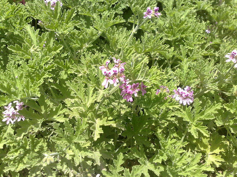 Fichier:Pelargoniumcitronellum02.jpg
