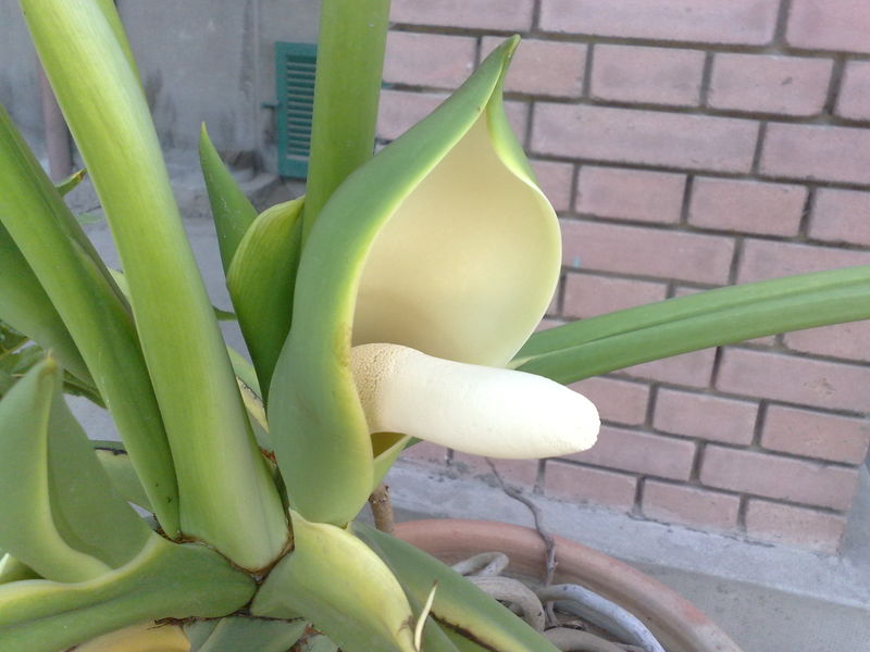 Fichier:Philodendronbipinnatifidum06.jpg