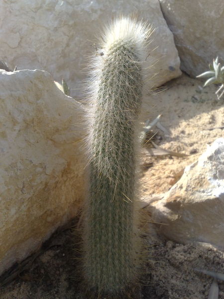 Fichier:Cleistocactusnon-identifie01.jpg