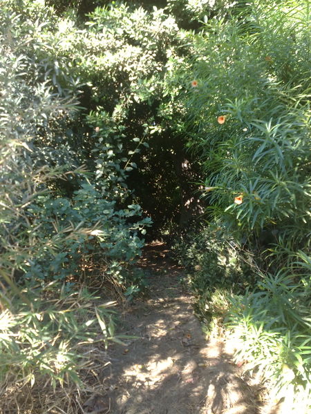 Fichier:Jungle13.jpg