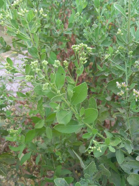 Fichier:Plucheaindica04.jpg