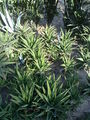Aloesuccotrina03.jpg