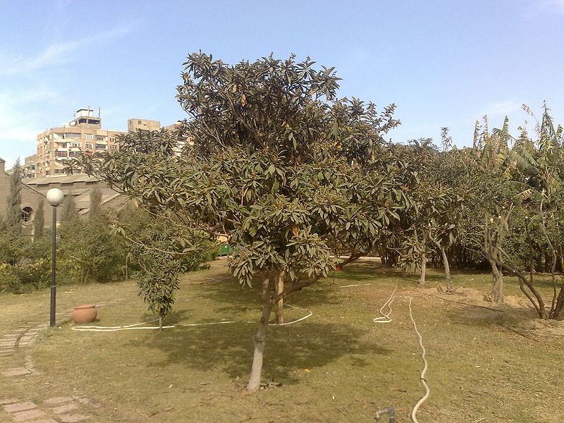 Fichier:Eriobotryajaponica01.jpg