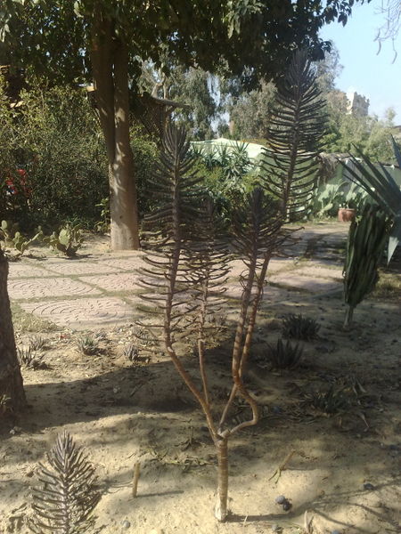 Fichier:Kalanchoedelagoensis01.jpg