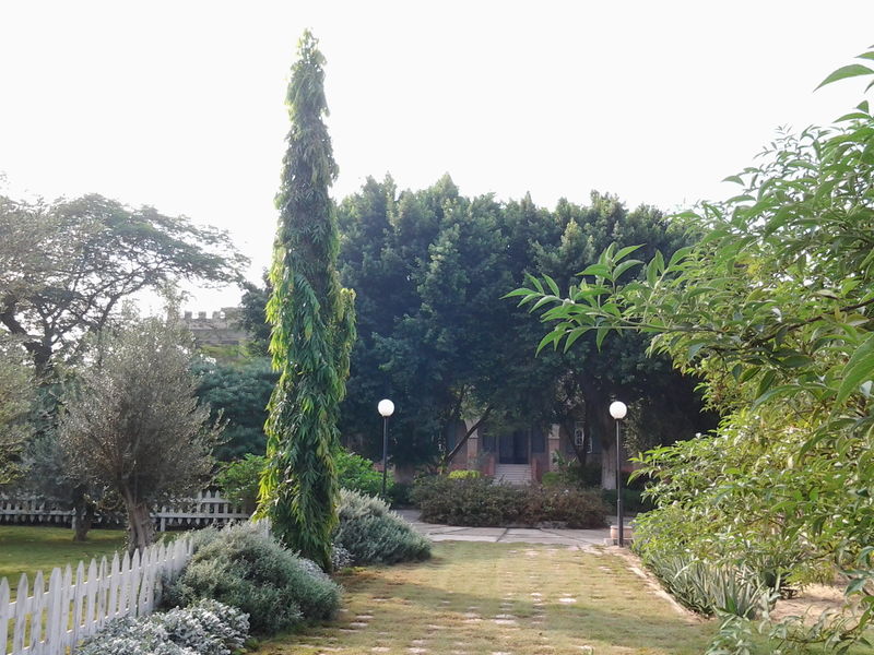 Fichier:Polyalthialongifolia05.jpg