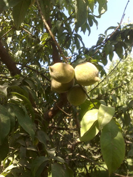 Fichier:Prunuspersica02.jpg
