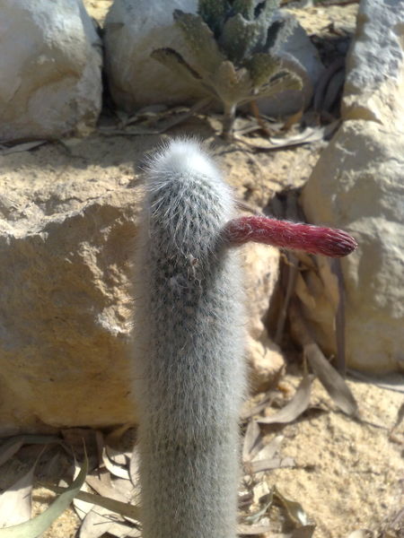 Fichier:Cleistocactusstraussi02.jpg