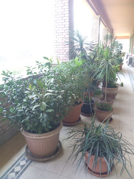 Fichier:Balcon03.jpg