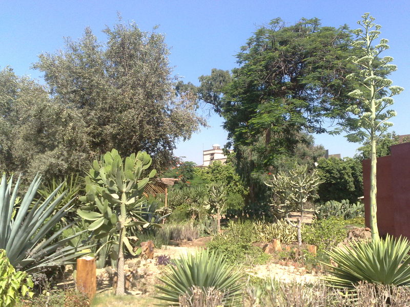 Fichier:Cactus05.jpg