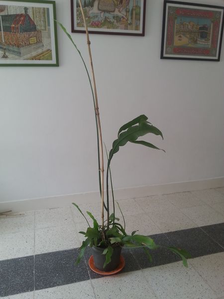 Fichier:Epiphyllumoxypetalum08.jpg