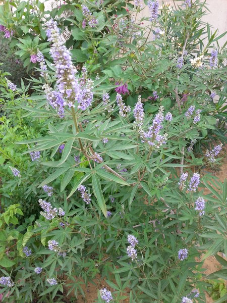 Fichier:Vitexagnus-castus01.jpg