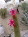 Cleistocactuswinteri02.jpg