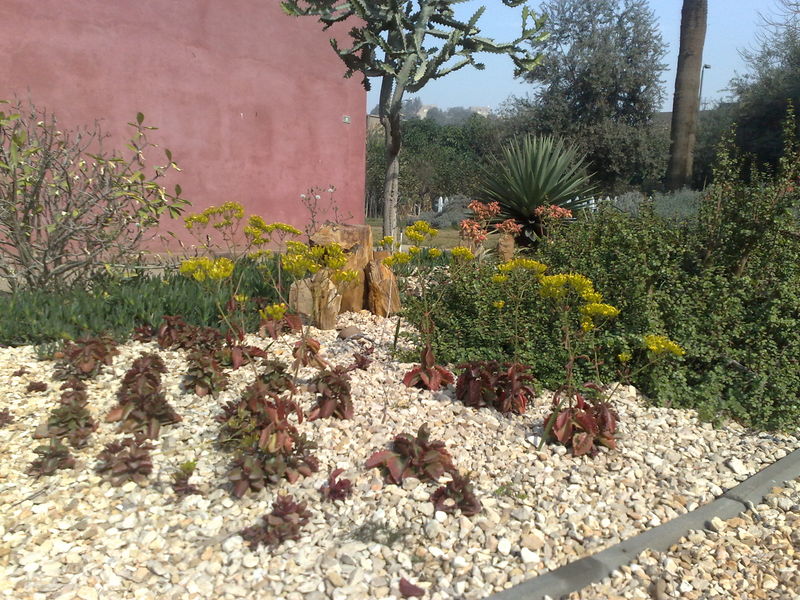Fichier:Kalanchoesexangularis03.jpg