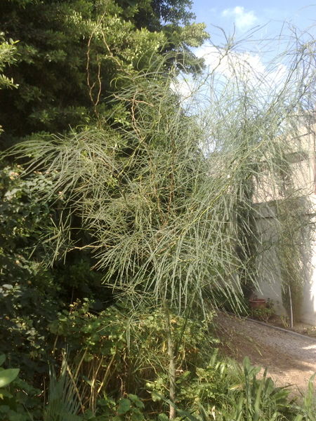 Fichier:Parkinsoniaaculeata01.jpg