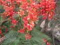 Delonixregia05.JPG