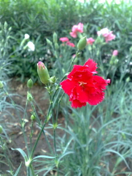 Fichier:Dianthuscaryophyllus02.jpg
