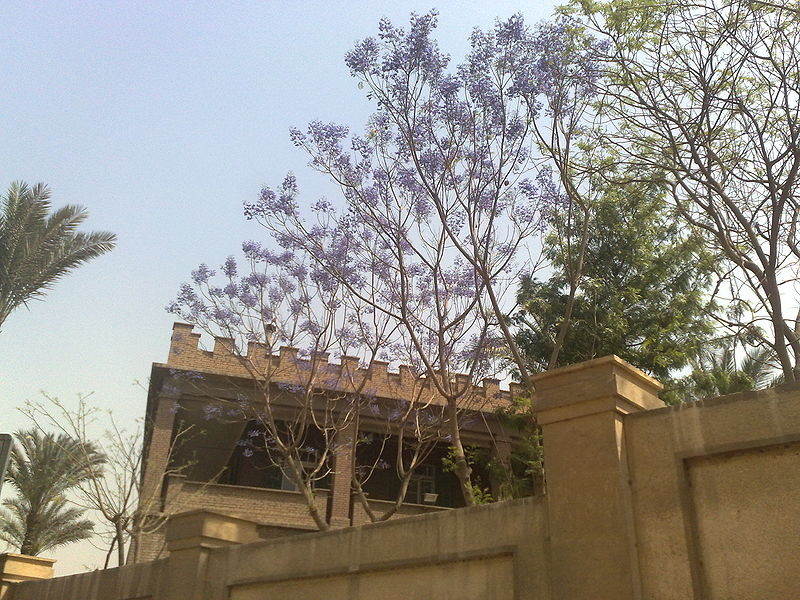 Fichier:Jacarandamimosifolia01.jpg