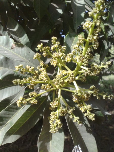 Fichier:Mangiferaindica03.jpg
