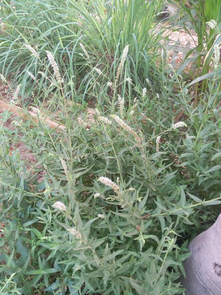 Fichier:Menthalongifolia03.jpg