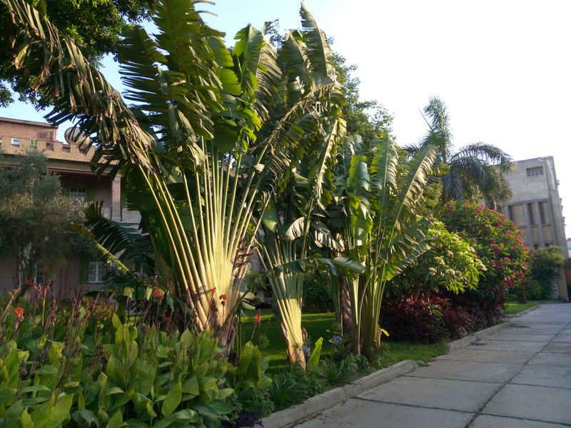 Fichier:Ravenalamadagascariensis15.jpg