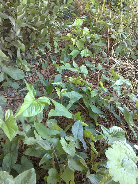 Fichier:Syngoniumpodophyllum02.jpg