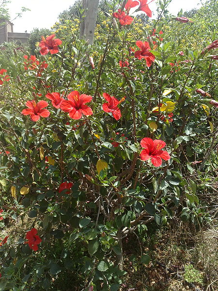 Fichier:Hibiscusrosa-sinensis02.jpg