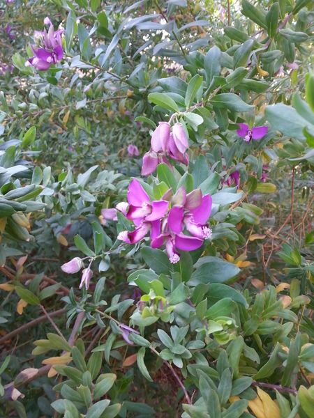 Fichier:Polygalamyrtifolia02.jpg