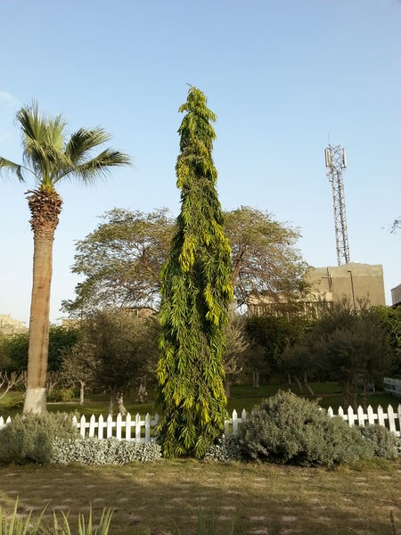 Fichier:Polyalthialongifolia04.jpg