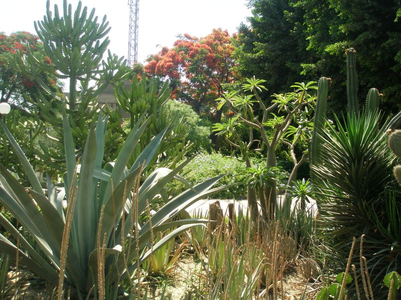 Fichier:Cactus22.jpg