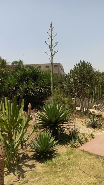 Fichier:Agaveangustifolia13.jpg