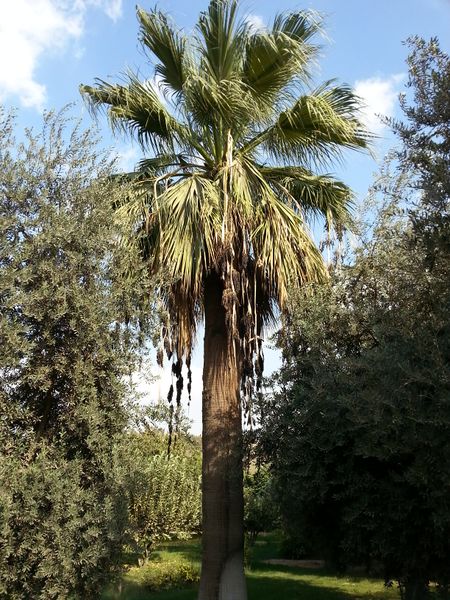 Fichier:Washingtoniafilifera03.jpg