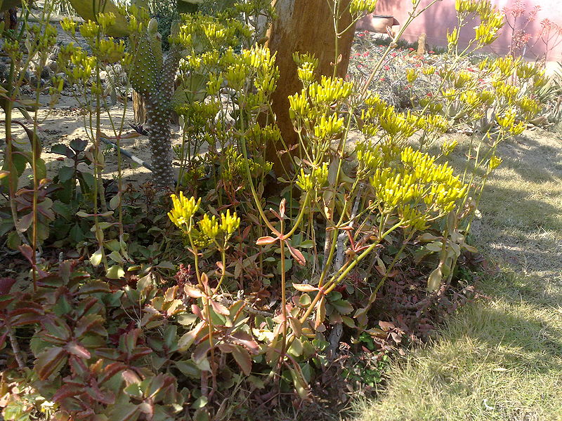 Fichier:Kalanchoesexangularis01.jpg