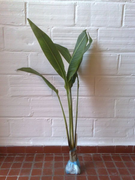 Fichier:Ravenalamadagascariensis01.jpg