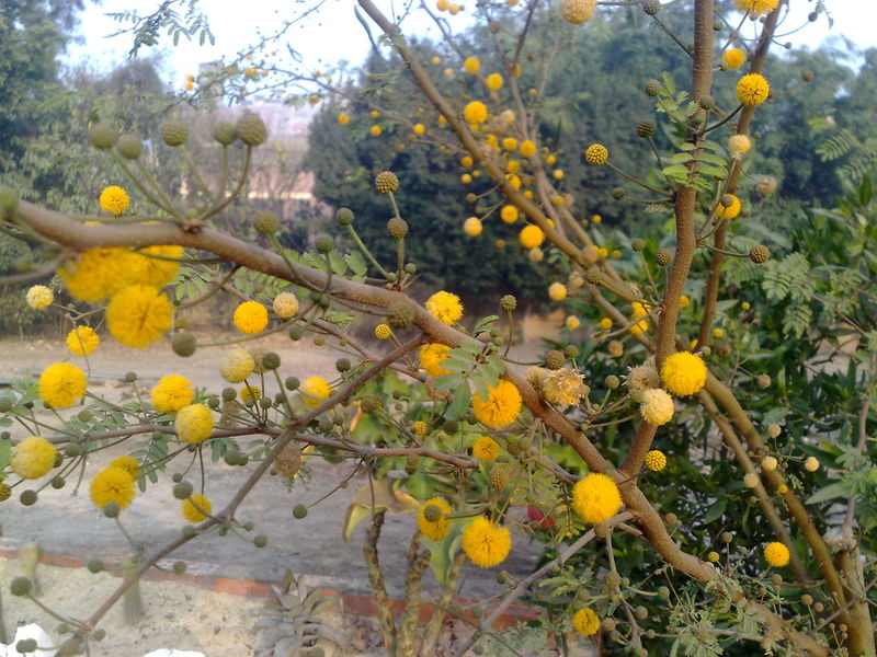 Fichier:Vachelliafarnesiana02.jpg